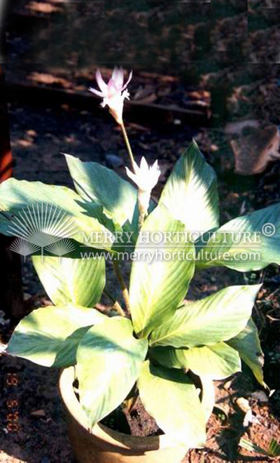 Calathea Loeseneri